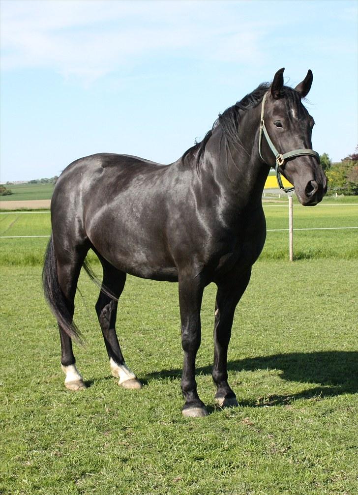 Oldenborg Bell af Vodagergård - Billedet er venligst udlånt af Julie fra vodagergård billede 11