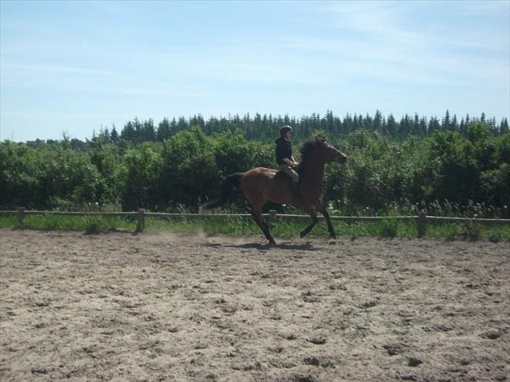 Anden særlig race Prinz billede 7