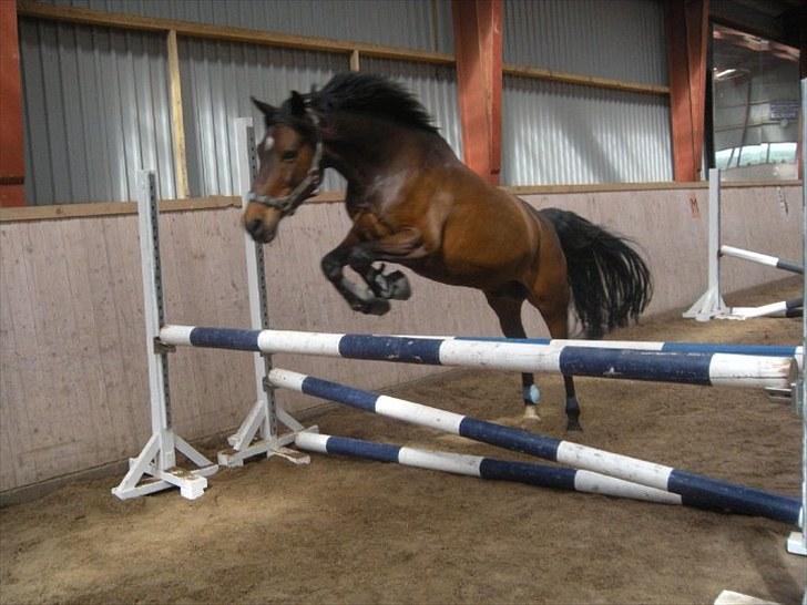 Anden særlig race ringo billede 13