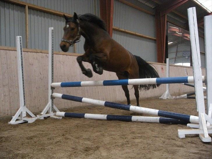 Anden særlig race ringo billede 14