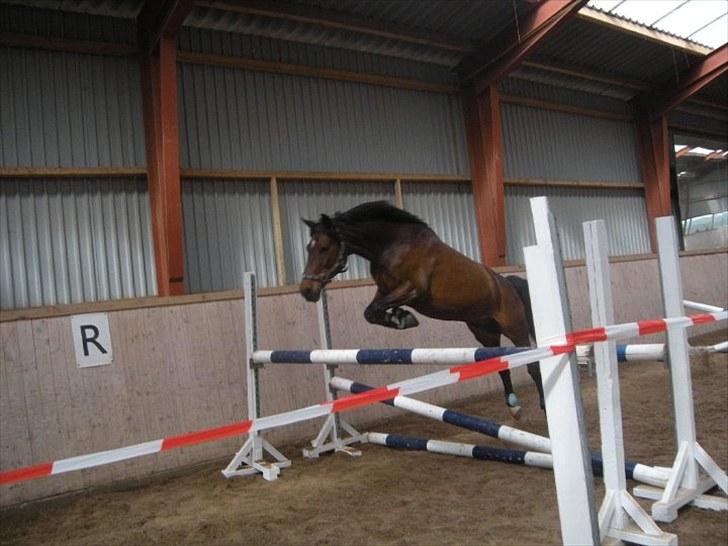 Anden særlig race ringo billede 15