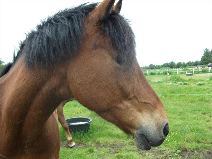 Anden særlig race Prinz billede 3