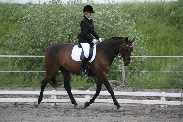 Tysk Varmblod Freja - D. 12. juni 2010 [Foto: ©AM] billede 4