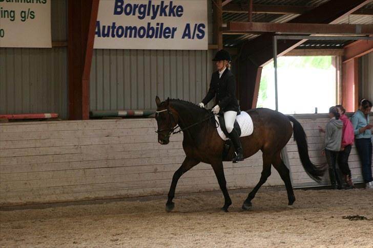 Tysk Varmblod Freja - D. 12. juni 2010 [Foto: Daddy] billede 5