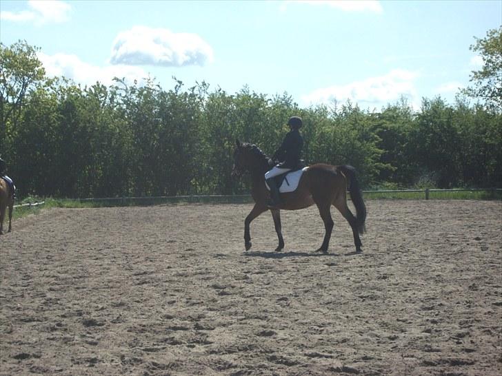 Anden særlig race Prinz billede 9