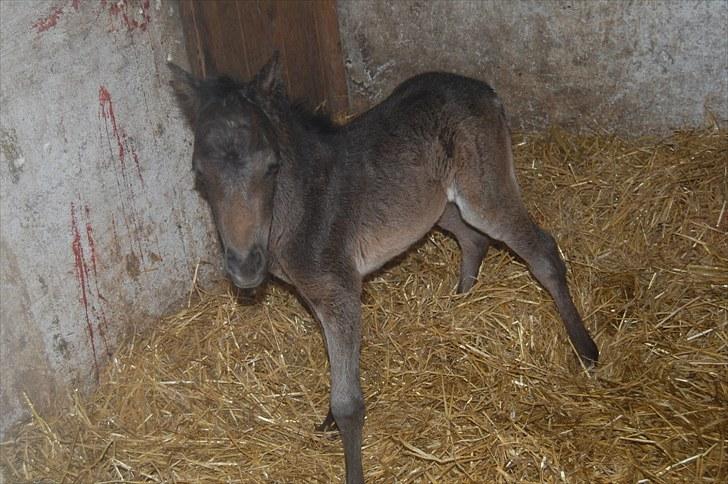 Anden særlig race Valbjerggaard´s Carisma - 3 timer gammel billede 2