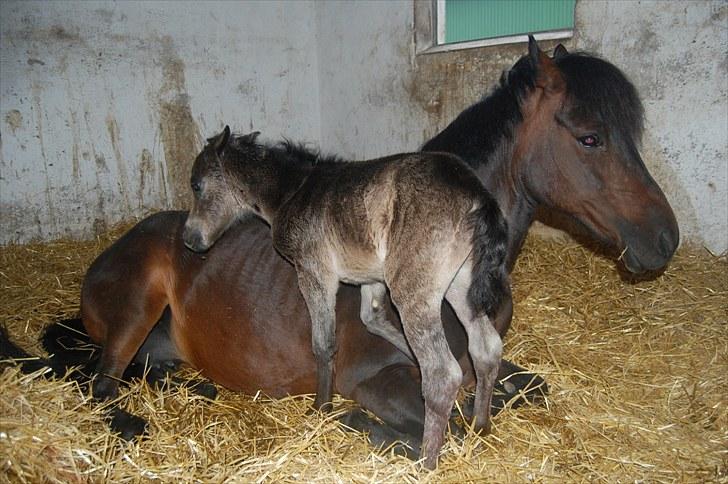Anden særlig race Valbjerggaard´s Carisma - Moar , du ligger på maden billede 3