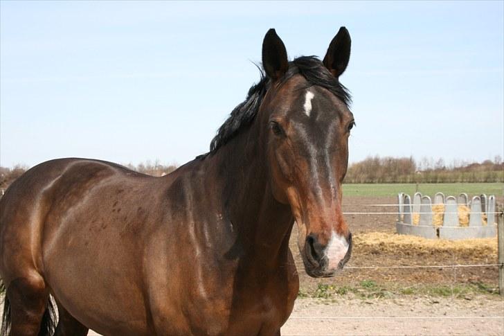 Tysk Varmblod Freja - D. 25. april 2010 [Foto: Sascha N] billede 9