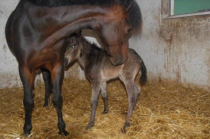 Anden særlig race Valbjerggaard´s Carisma - der var maden billede 4
