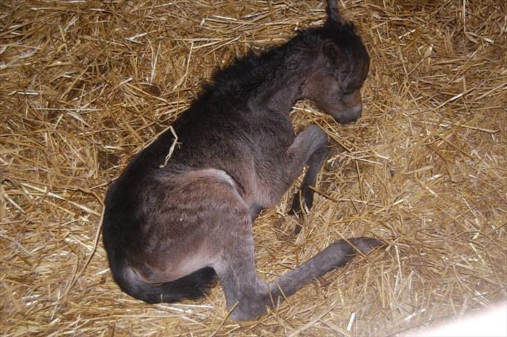 Anden særlig race Valbjerggaard´s Carisma - blev lige lidt træt billede 5