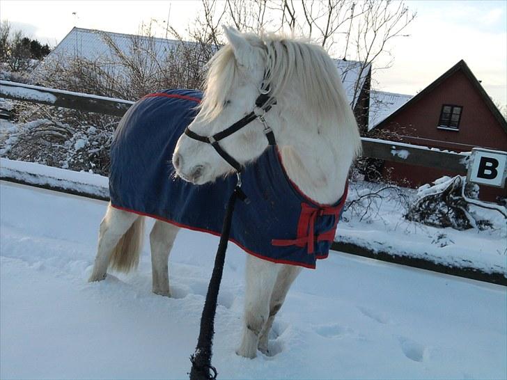 Connemara walentin billede 13