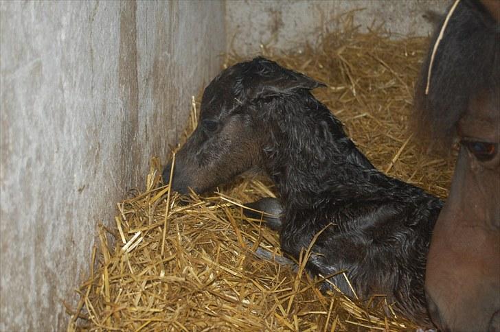Anden særlig race Valbjerggaard´s Carisma billede 7