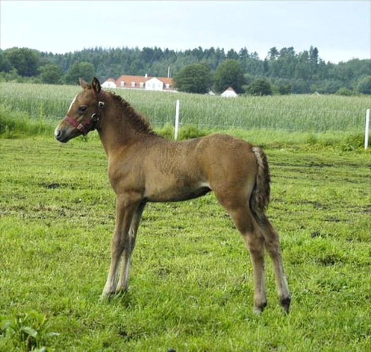 New Forest Maribell's Briony - Maribell´s Briony ca. 20 dage gammel. billede 1