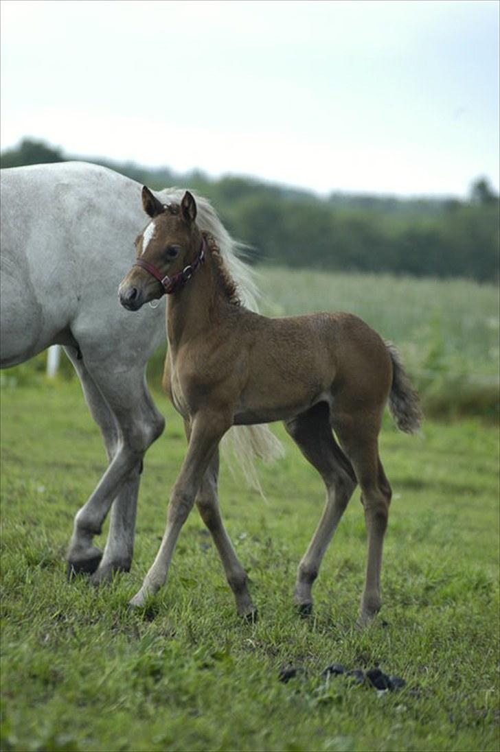New Forest Maribell's Briony billede 2
