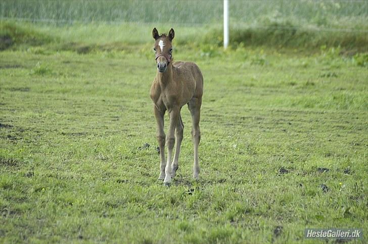 New Forest Maribell's Briony billede 3