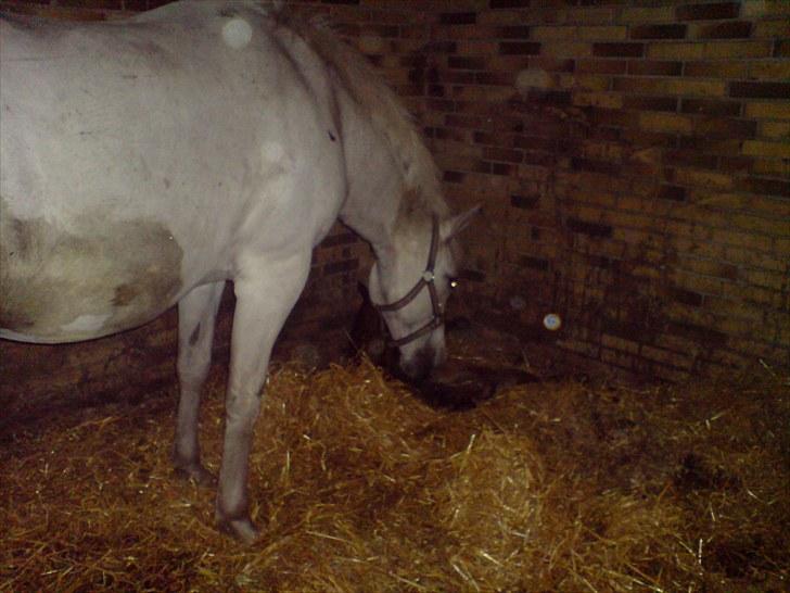 New Forest Maribell's Briony billede 4