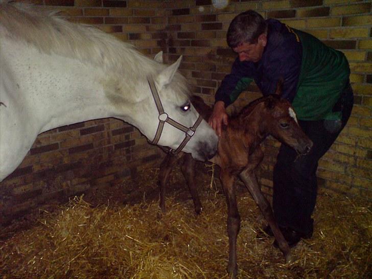 New Forest Maribell's Briony billede 5