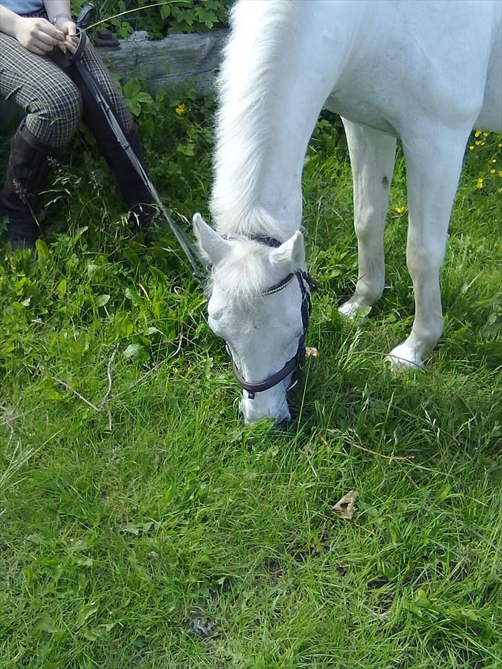 Pinto Charming Lady<3 Solgt :'( - 13, Ude og græsse billede 13