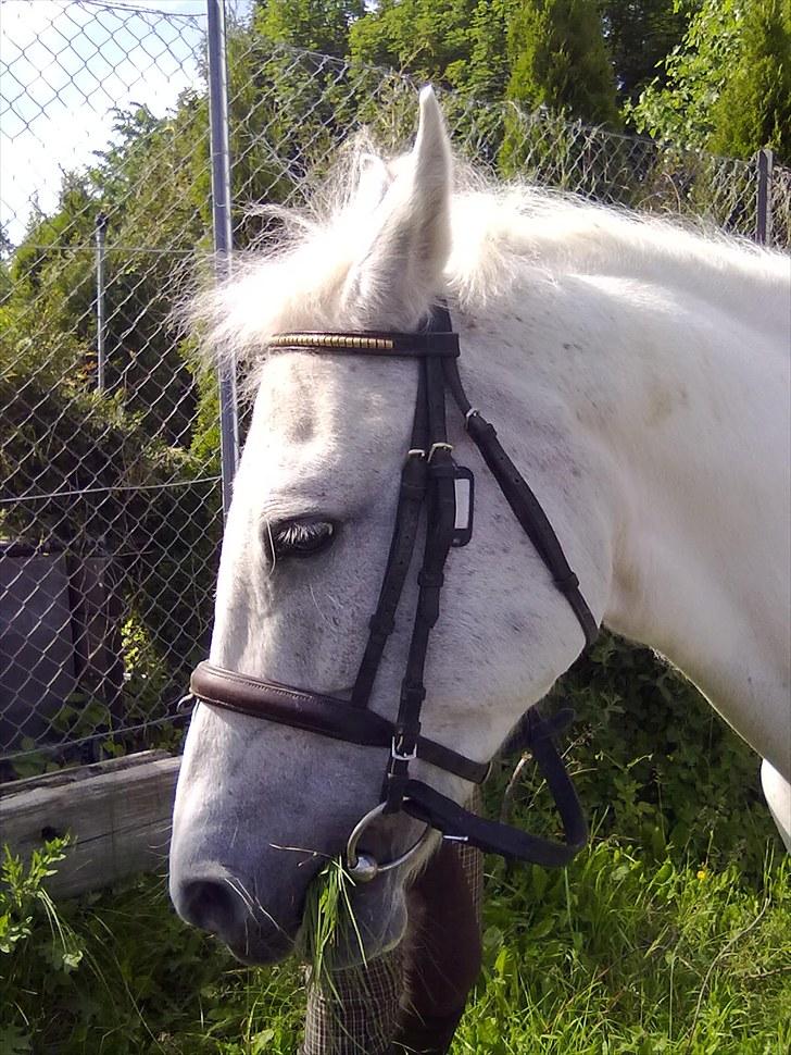 Pinto Charming Lady<3 Solgt :'( - 14, Ude og græsse billede 14
