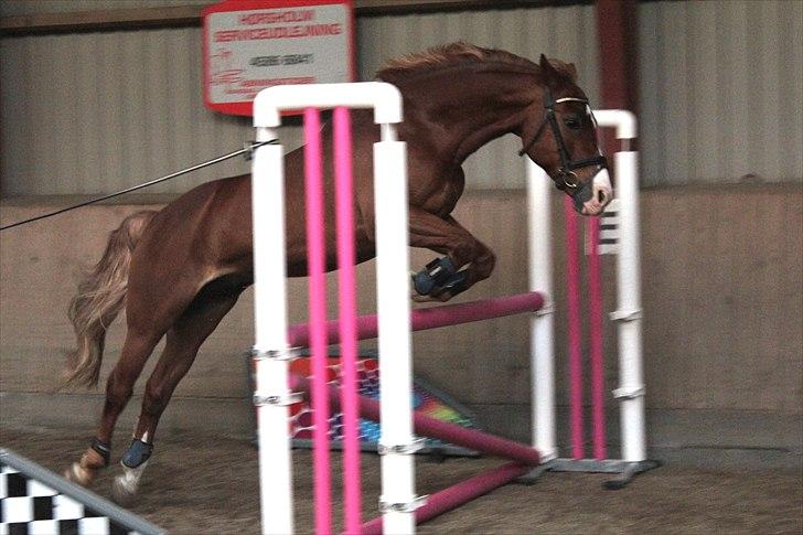 Anden særlig race Firebird - Løsspringning - 105 cm :) Maj 2011 billede 13