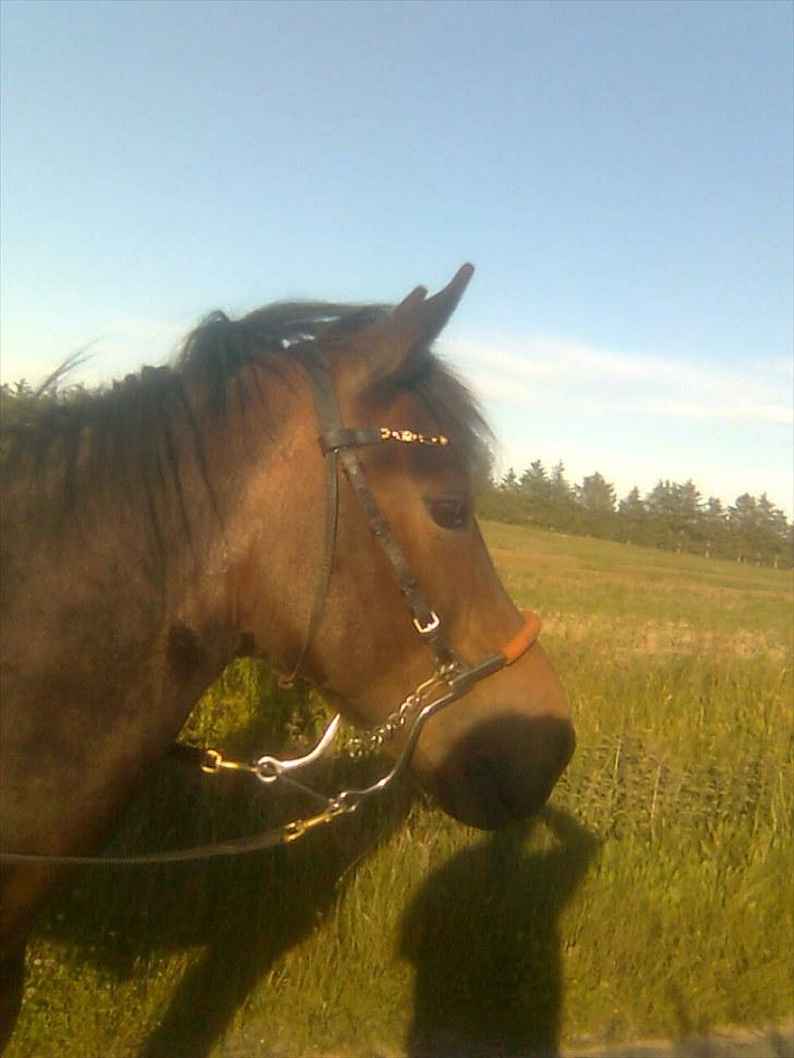 Anden særlig race Stensbæk's TØSEN billede 12