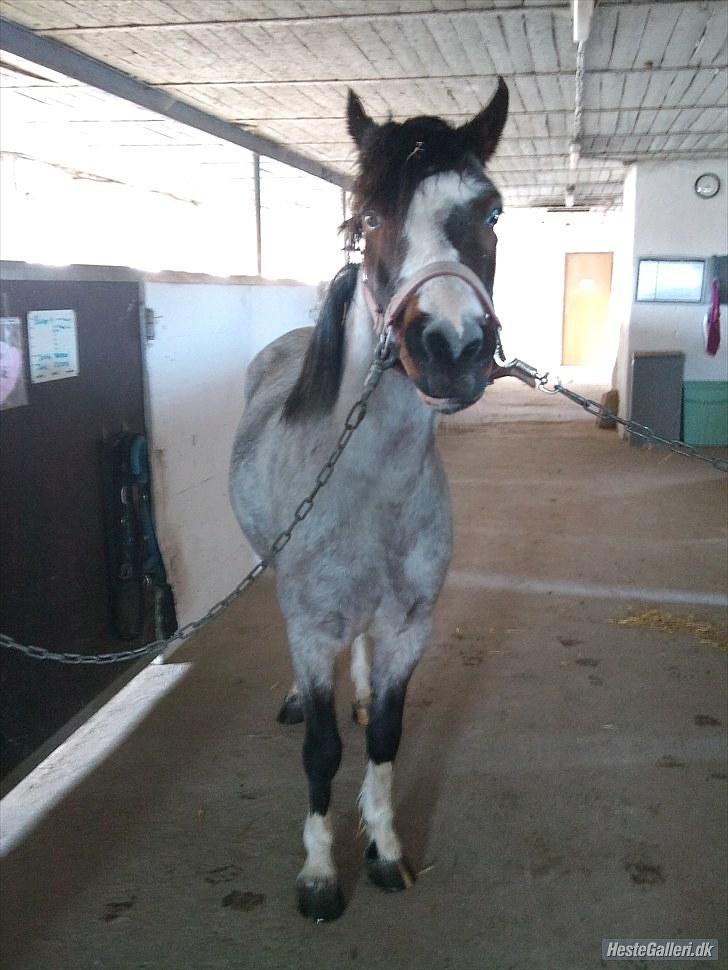Anden særlig race Pandora - Låner  billede 2