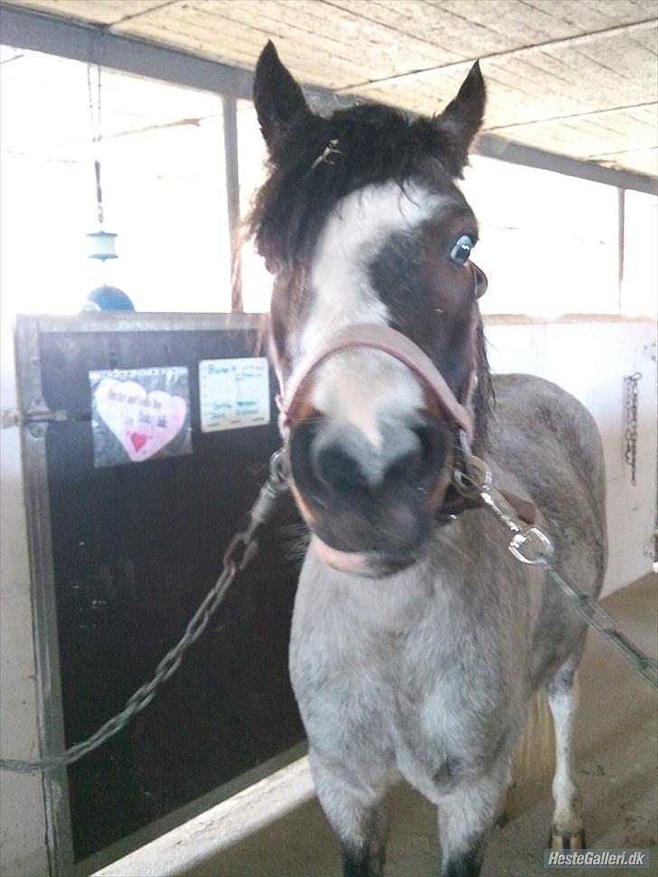 Anden særlig race Pandora - Låner  billede 3