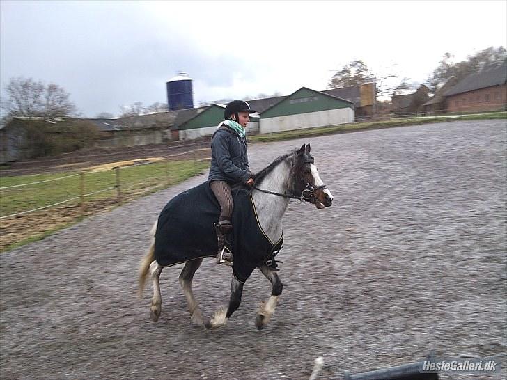 Anden særlig race Pandora - Låner  - Gallop billede 4