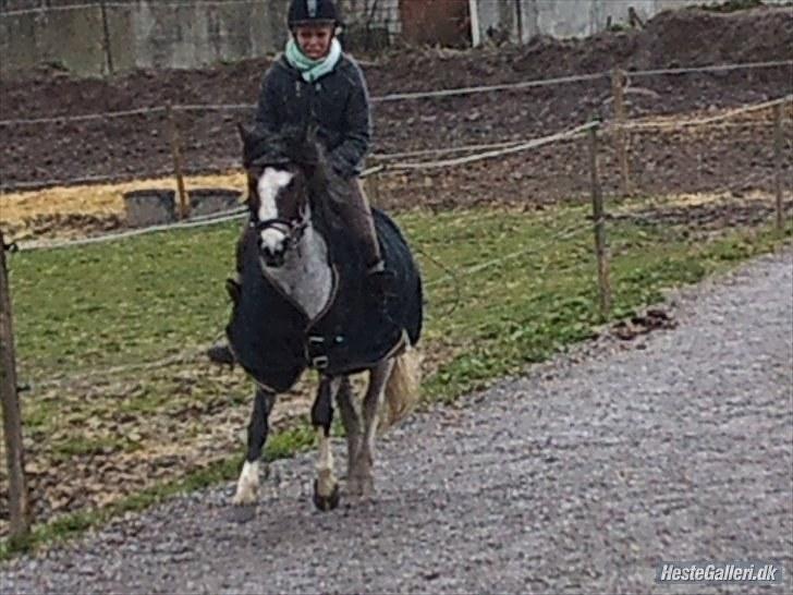 Anden særlig race Pandora - Låner  - Flot Gallop billede 5