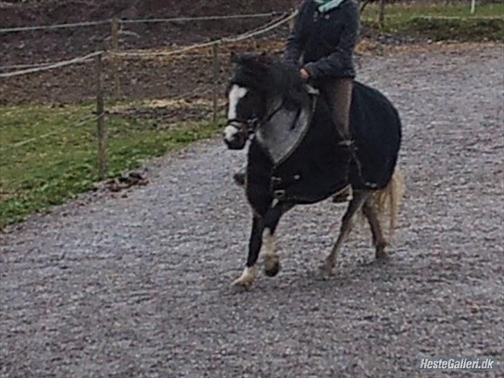 Anden særlig race Pandora - Låner  - Flot Gallop billede 6