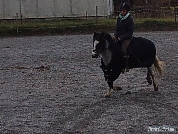 Anden særlig race Pandora - Låner  - Flot Gallop billede 7