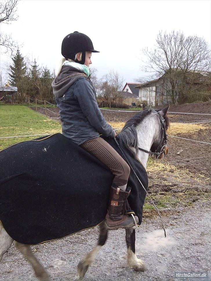 Anden særlig race Pandora - Låner  - Ja ´ Jeg ved godt jeg er lige det største , men hun kan sagtens bære mig , vejer 42 kg, og Ejeren Siger det er iorden. billede 8