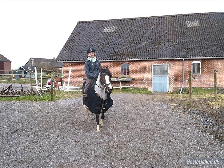 Anden særlig race Pandora - Låner  billede 10
