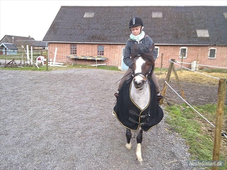 Anden særlig race Pandora - Låner  billede 11