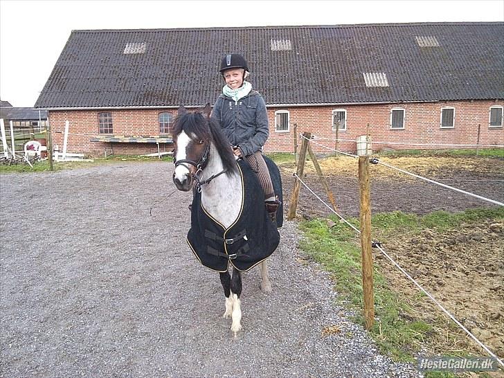 Anden særlig race Pandora - Låner  billede 12