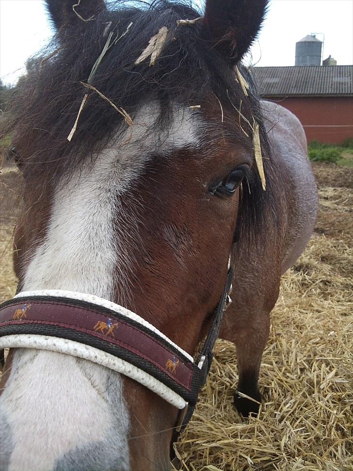 Anden særlig race Pandora - Låner  - Close Up ..  billede 13