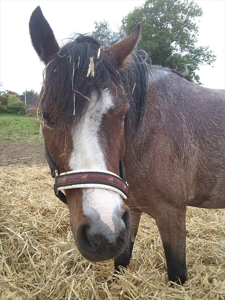Anden særlig race Pandora - Låner  billede 17