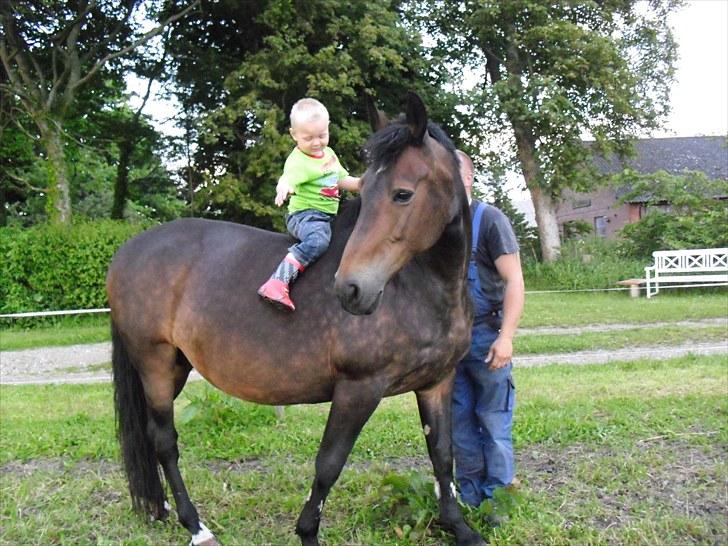 Anden særlig race Margrethenborgs Zamire <3 mit et og alt<3 - 19-6-2010..Ved Mads burde ha hjælmpå,men Tommy har ved ham,og intet kan skræmme gamle Sams :o) billede 16