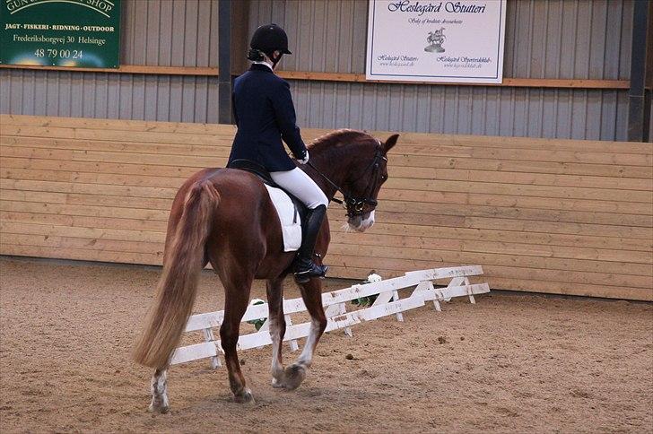 Anden særlig race Firebird - Heslegård LB2. Januar 2011 billede 14