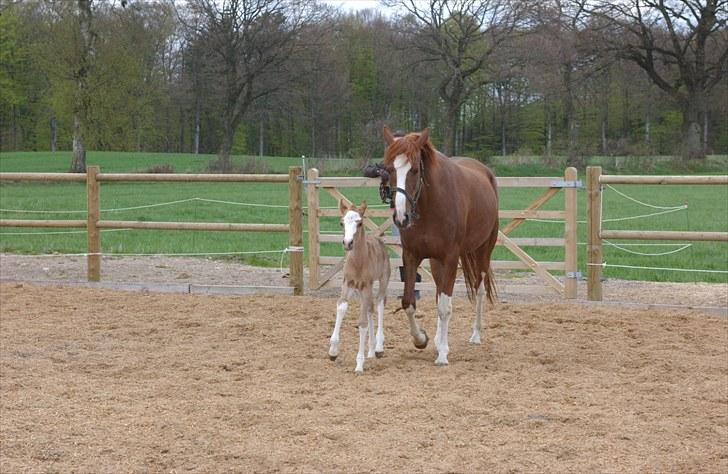 DSP Hemstoks Charmeur - Charmeur kun et par dage gammel på ridebanen billede 1