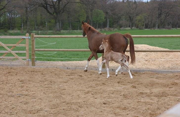 DSP Hemstoks Charmeur - Charmeur kun et par dage gammel på ridebanen billede 2
