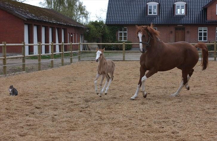 DSP Hemstoks Charmeur - Charmeur kun et par dage gammel på ridebanen billede 3