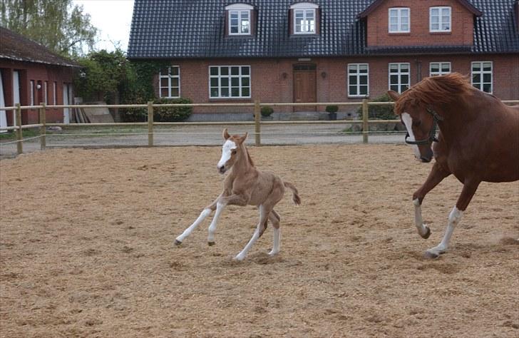 DSP Hemstoks Charmeur - Charmeur kun et par dage gammel på ridebanen billede 4
