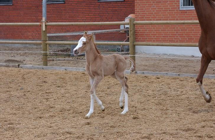 DSP Hemstoks Charmeur - Charmeur kun et par dage gammel på ridebanen billede 5