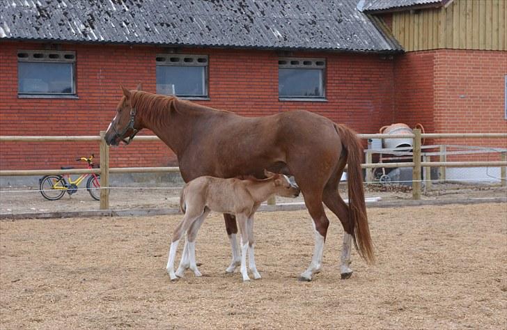 DSP Hemstoks Charmeur - Charmeur kun et par dage gammel på ridebanen billede 6
