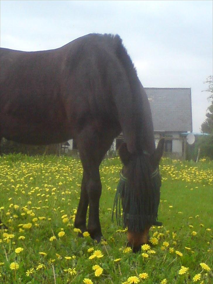 Anden særlig race Tarzan "mit et og alt,-drømme ponyen"<3 - 2010. Elsker at gå på sommer græs:-) billede 8