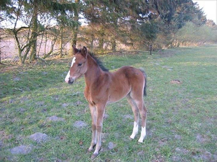 Dansk Varmblod Skovly's Alanta  billede 11