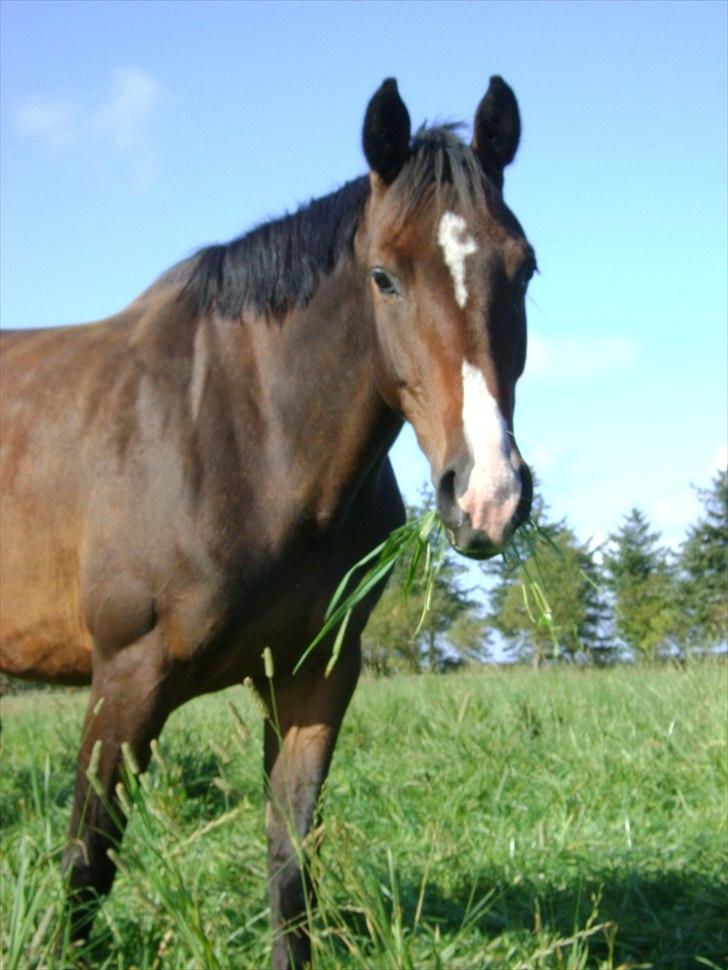 Dansk Varmblod Skovly's Alanta  billede 12