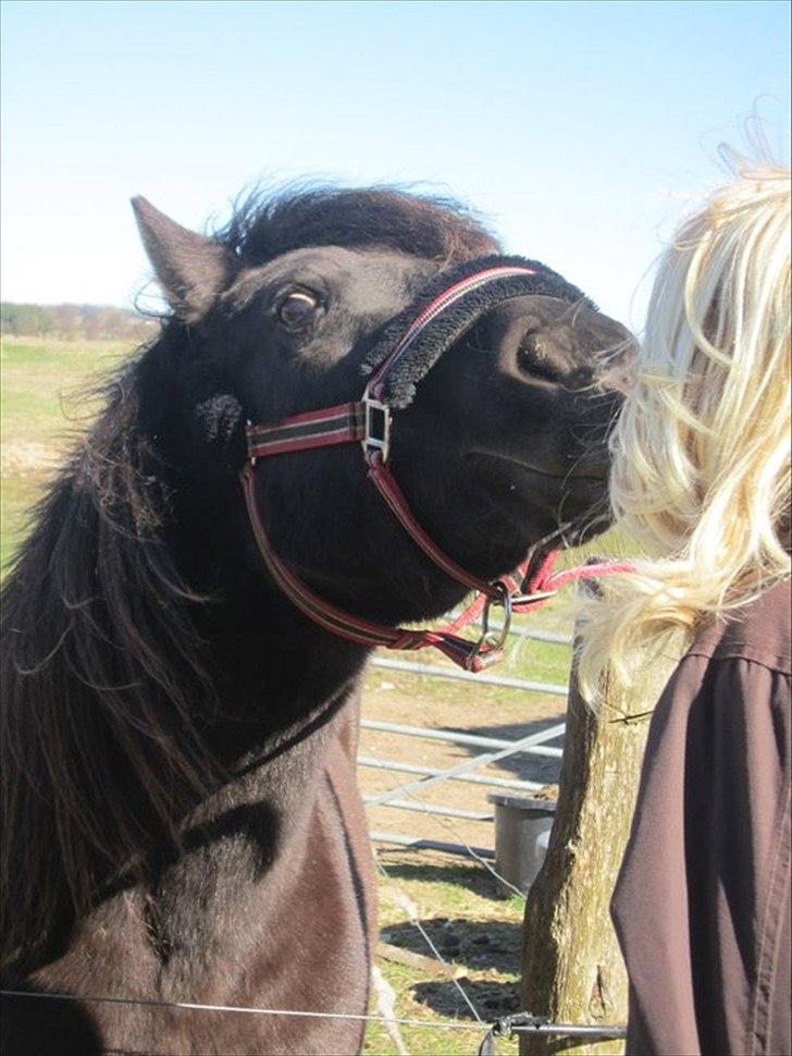 Anden særlig race Jolly - Kærlige kys, deler Jolly gerne ud af! billede 21