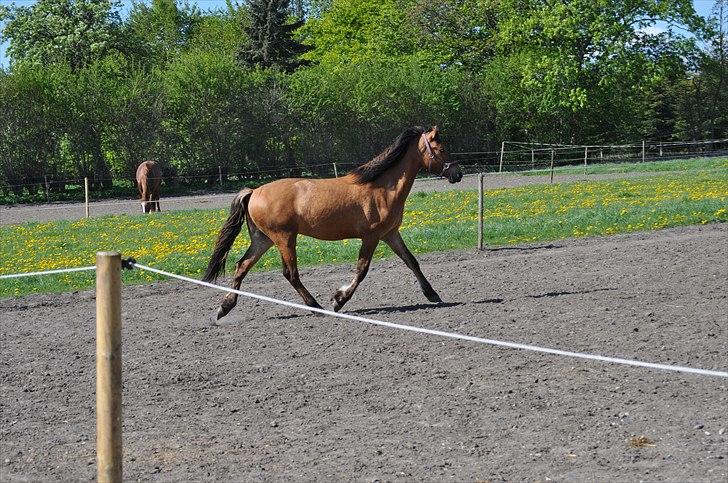 Anden særlig race Rolighedens Barano (B2) - Barano i trav på folden maj 2011 billede 13